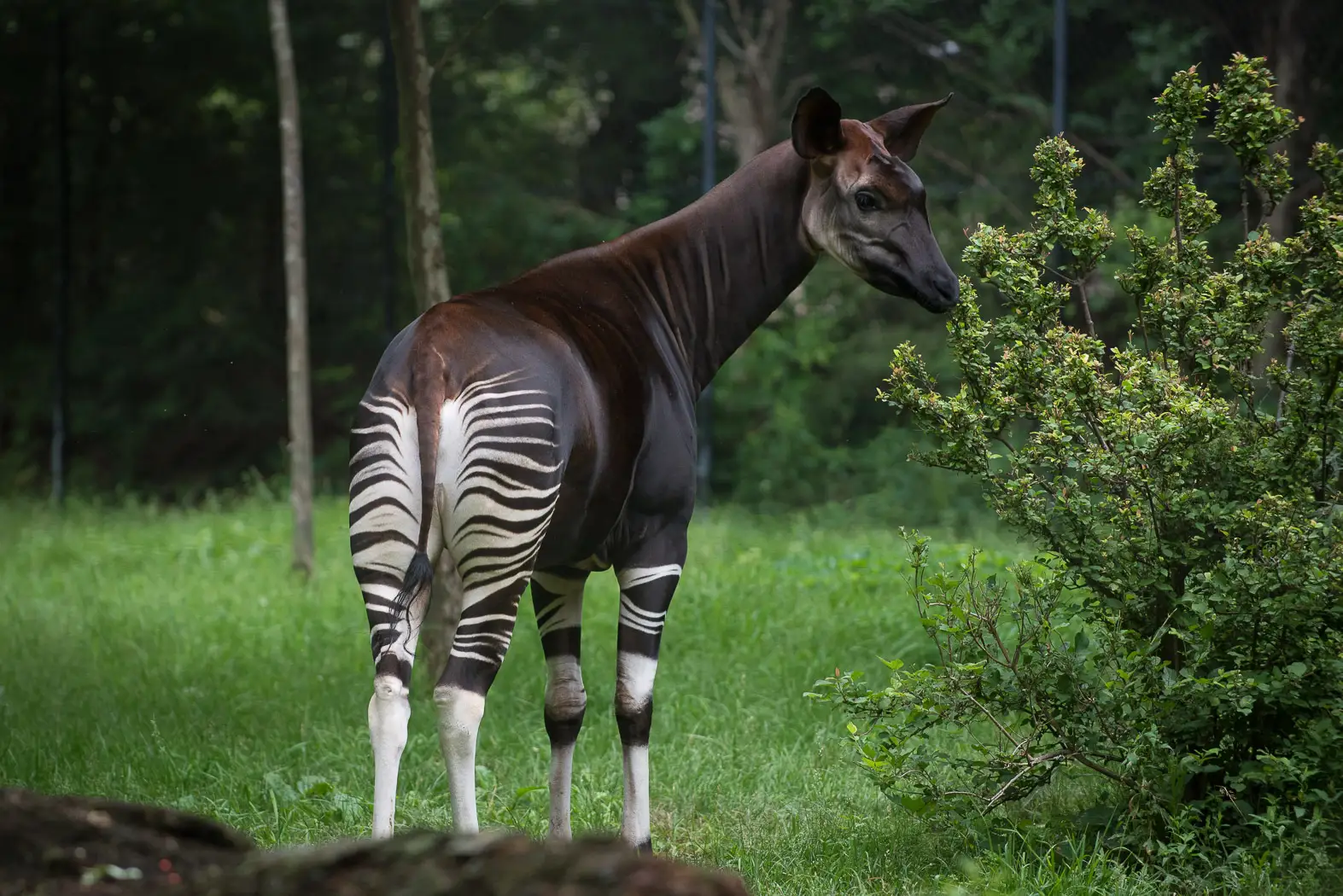 Image Credit: https://www.columbuszoo.org/blog/it-horse-it-zebra-its-okapi an okapi